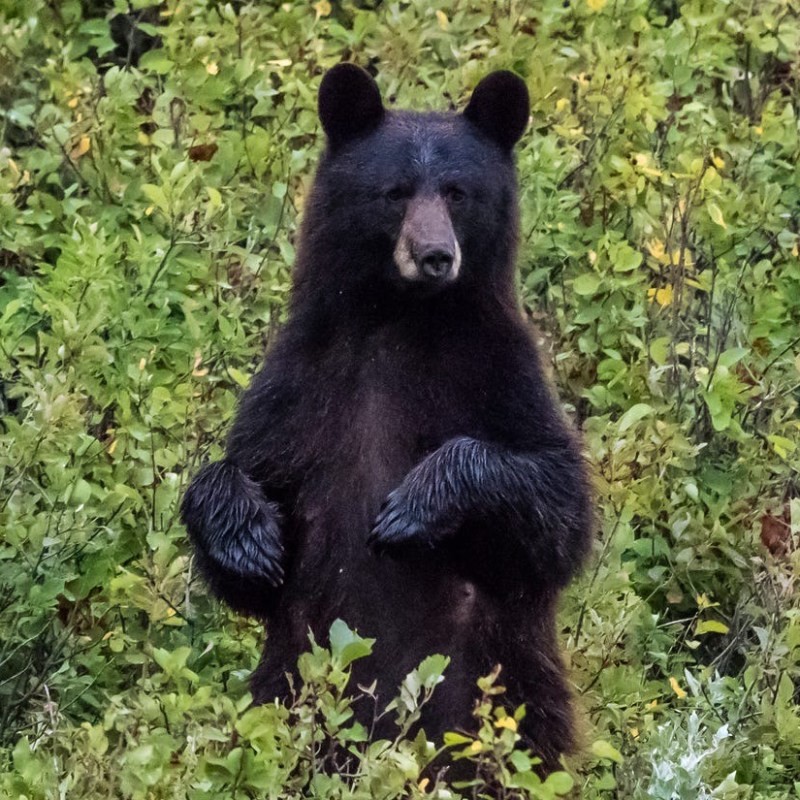 My Neighbor and the Bear